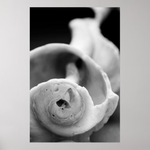 Witterungsbedingte Muschel Poster