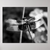 Witwen Skimmer Dragonfly Schwarz & Weiß Fotografie
