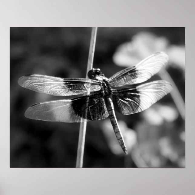 Witwen Skimmer Dragonfly Schwarz & Weiß Fotografie Poster (Vorne)