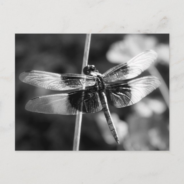 Witwen Skimmer Dragonfly Schwarz & Weiß Fotografie Postkarte (Vorderseite)