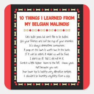 Witzige Dinge, die ich von meinen belgischen Malin Quadratischer Aufkleber