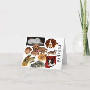 Witzige Gewohnheiten von Hunden bei Katzen Karte