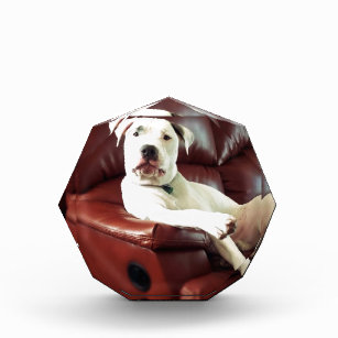 Witziger Bullenhund auf dem Sofa Acryl Auszeichnung