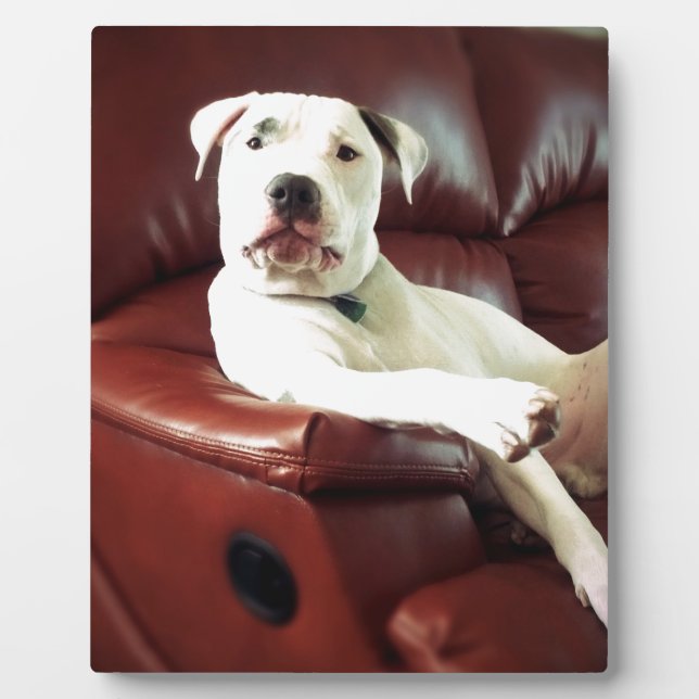 Witziger Bullenhund auf dem Sofa Fotoplatte (Vorderseite)
