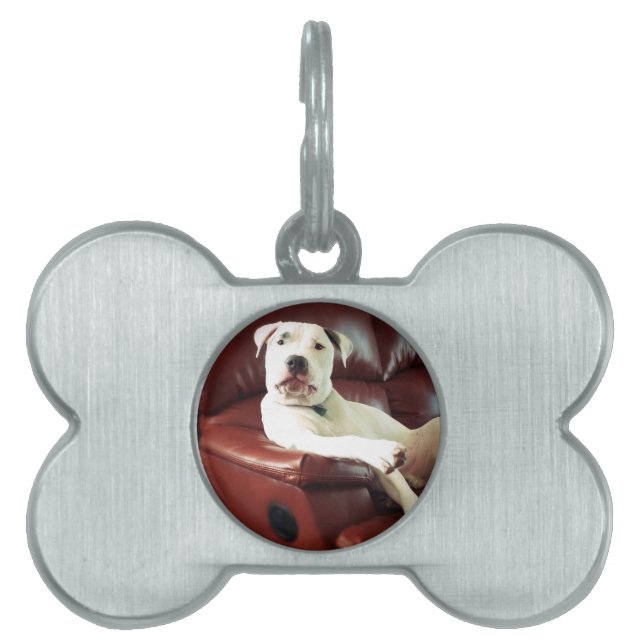 Witziger Bullenhund auf dem Sofa Tiermarke (Vorderseite)