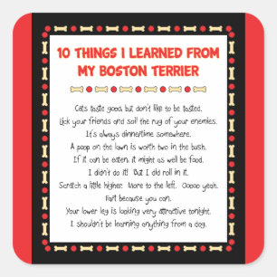 Witziges, was ich von meinem Boston Terrier gelern Quadratischer Aufkleber