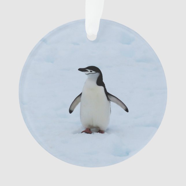 Wo bin ich? ornament (Vorderseite)