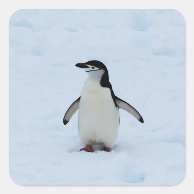 Wo bin ich? quadratischer aufkleber (Vorderseite)