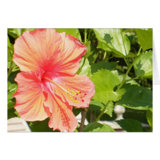 Wo Blumen also blühen, hofft