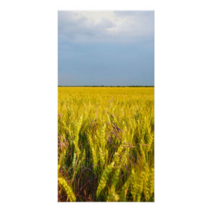 Wo der Weizen mit dem Wind tanzt - Wilde Natur Poster