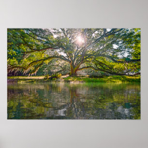 Wo der Willow Tree wächst Poster