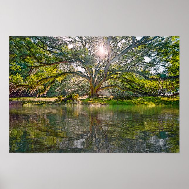 Wo der Willow Tree wächst Poster (Vorne)