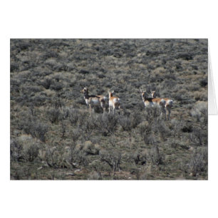 Wo die Antelope spielen