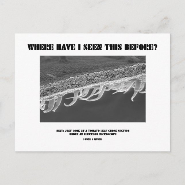 Wo habe ich das schon mal gesehen? Tomatenleaf Postkarte (Vorderseite)