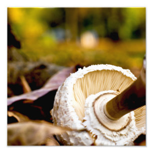 Wo ist Alice? Pilz-Stillleben Fotodruck