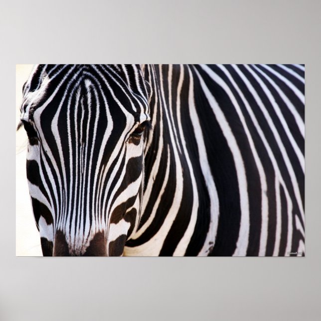 Wo ist das Zebra-Poster? Poster (Vorne)