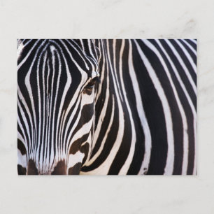 Wo ist der Zebra? Postkarte