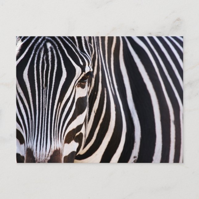 Wo ist der Zebra? Postkarte (Vorderseite)