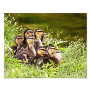 Wo ist Mama? Fotodruck