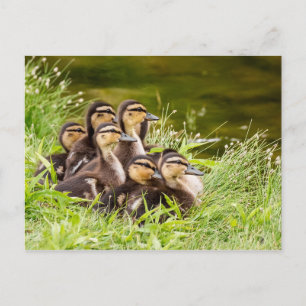 Wo ist Mama? Postkarte