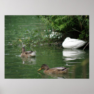 Wo Schlafenten gedruckt werden Poster