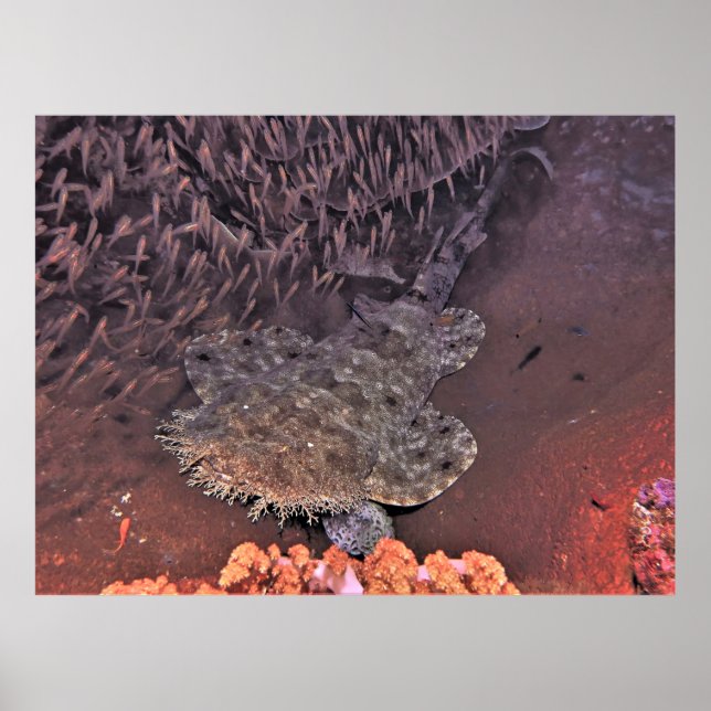 Wobbegong in Raja Ampat Poster (Vorne)