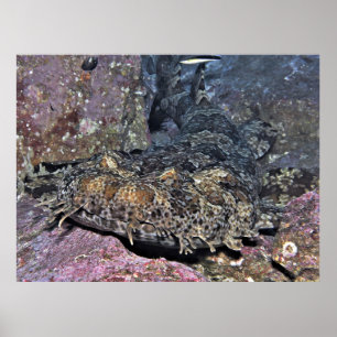 Wobbegong Nah Up Poster