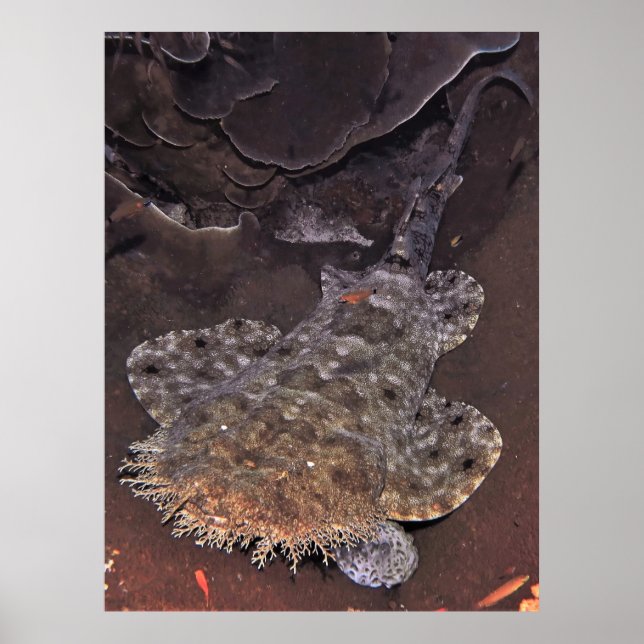 Wobbegong Portrait Poster (Vorne)