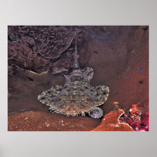 Wobbegong Poster