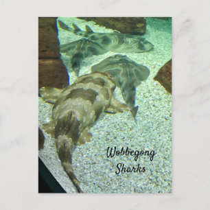 Wobbegong Sharks Postkarte