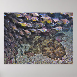 Wobbegong und Sweepers Poster