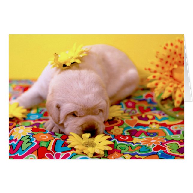 Woche 2, nebelhafte Frau Yellow (Vorderseite (Horizontal))