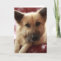 Wohlfühl-Doggie