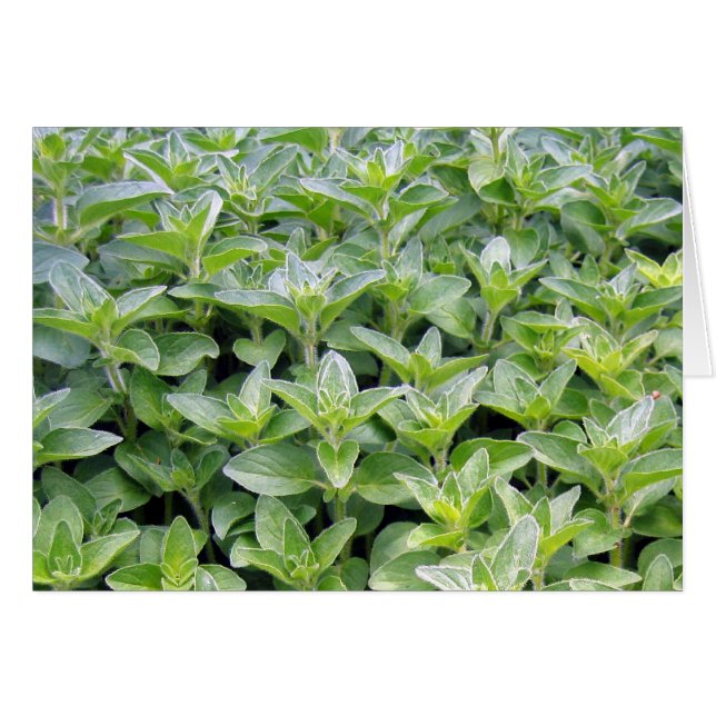 Wohlriechendes Oregano (Vorderseite (Horizontal))