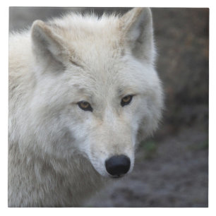 Wolf 001 fliese