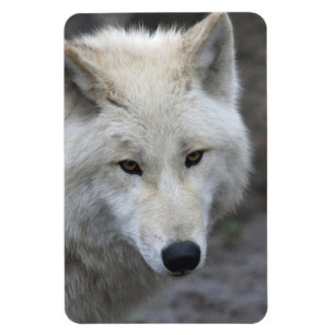 Wolf 001 magnet