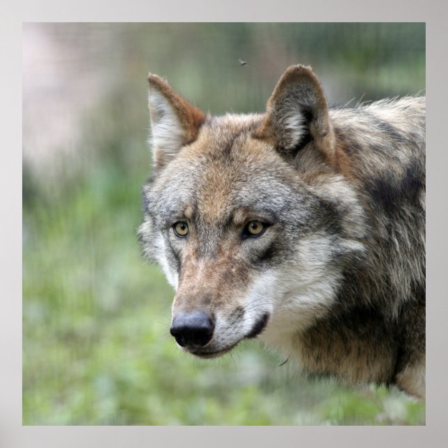 Wolf 001 poster (Vorne)