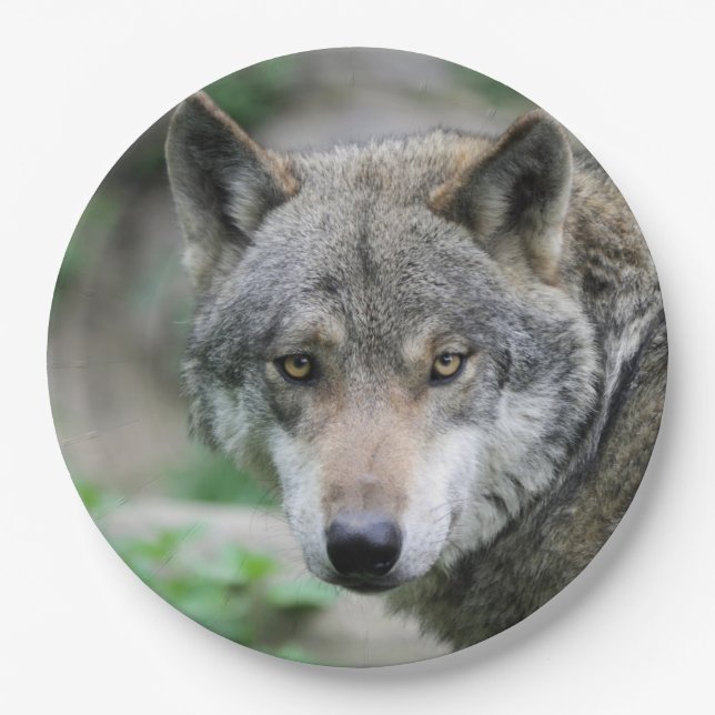 Wolf_011 Pappteller (Vorderseite)