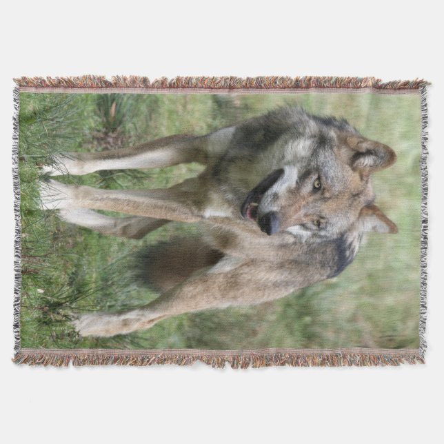 Wolf 19 decke (Vorderseite)