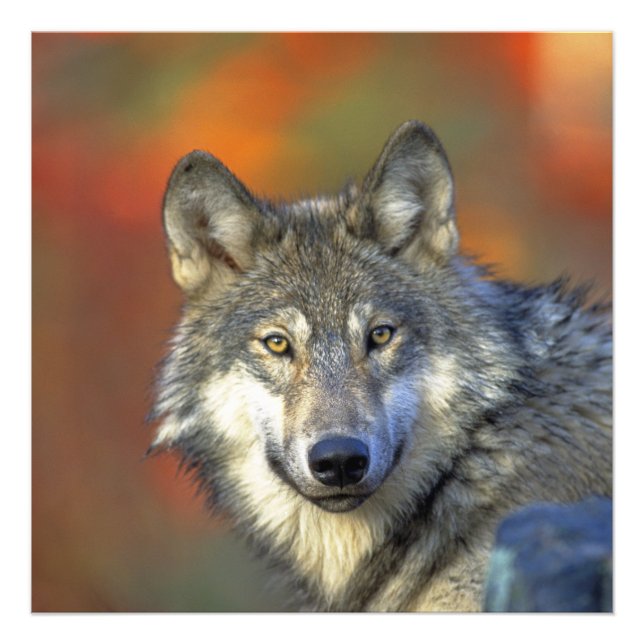 Wolf_2015_0302 Fotodruck (Vorne)