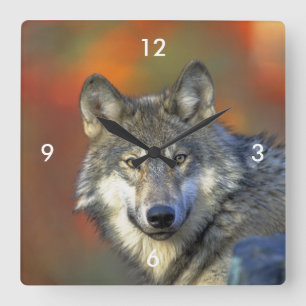 Wolf_2015_0302 Quadratische Wanduhr