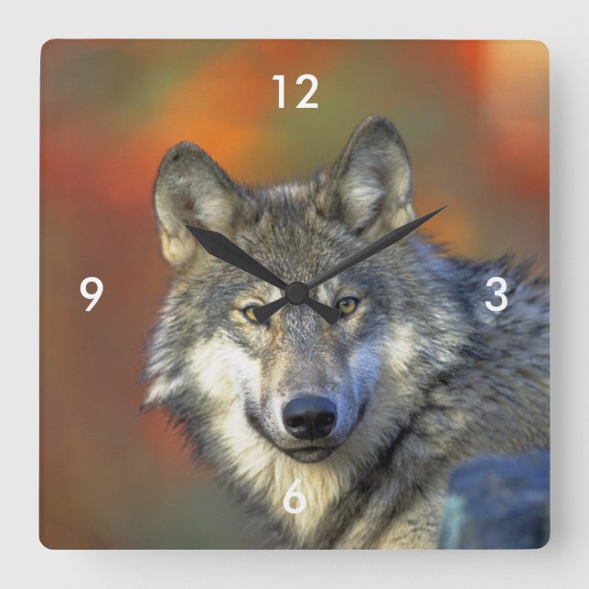 Wolf_2015_0302 Quadratische Wanduhr (Vorderseite)