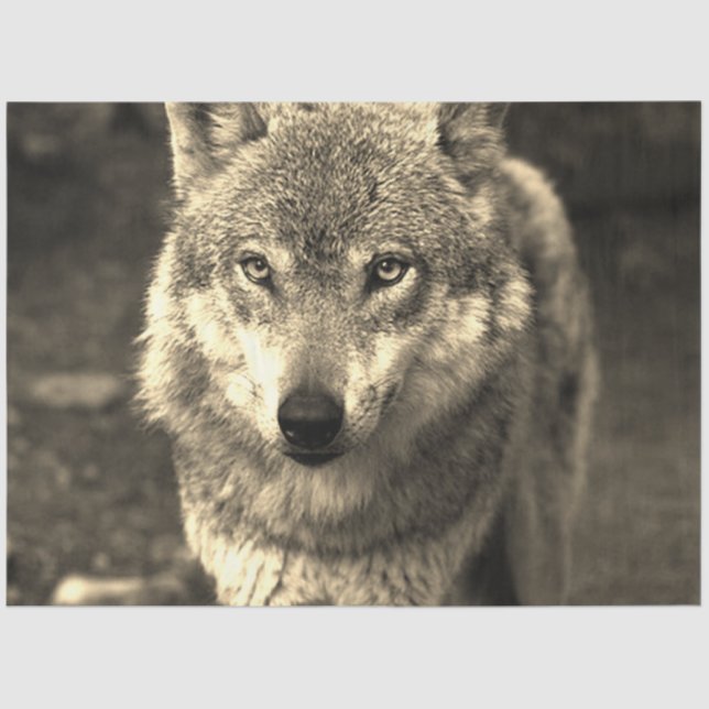 Wolf 215 seidenpapier (Vorderseite)