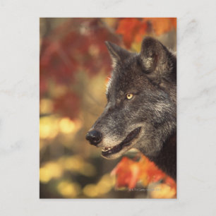 Wolf 2 postkarte
