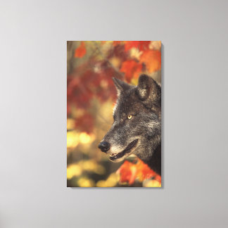 Wolf 3 leinwanddruck
