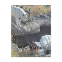 Wolf Animals Peace Liebe Naturpark Wölfe Destiny