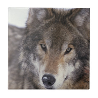Wolf-Anstarren Fliese