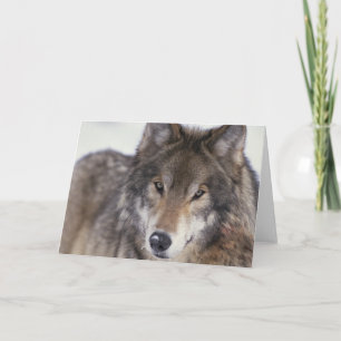 Wolf-Anstarren Karte