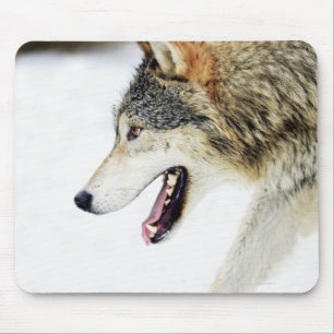 Wolf auf dem Prowl Mousepad