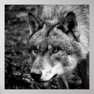 Wolf-Augen Poster